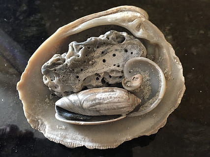 schelpen, vakantie, zomertijd, strand, zand, detailopname, voedsel, binnenshuis, stilleven, geen mensen, schelp, eten en drinken, hoge hoekmening, versheid, dieren schaal, tafel, dierenleven, dier, zeeschelp, eetbare paddenstoel, paddestoel, focus op de voorgrond, recht boven, welzijn, rauw eten, marinier, 2K, CC0, publiek domein, royaltyvrij
