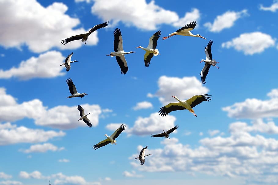 Gruppe, weiß-schwarze Kranichvögel, Bildung, Herzen, wolkig, Himmel, Herz, Wolken, Storch, Störche, Liebe, fliegen, Valentinstag, Formation, fliegend, wolke - himmel, Tierwelt, Tiere in freier Wildbahn, Vogel, Tierthemen, Tier, Gruppe von Tieren, die Flügel ausbreiten, Flachwinkelansicht, Wirbeltier, in der Luft, keine Leute, Natur, Bewegung, Tag, Schönheit in der Natur, große Gruppe von Tieren, draußen, Vogelschwarm, Möwe, flattern, 1080P