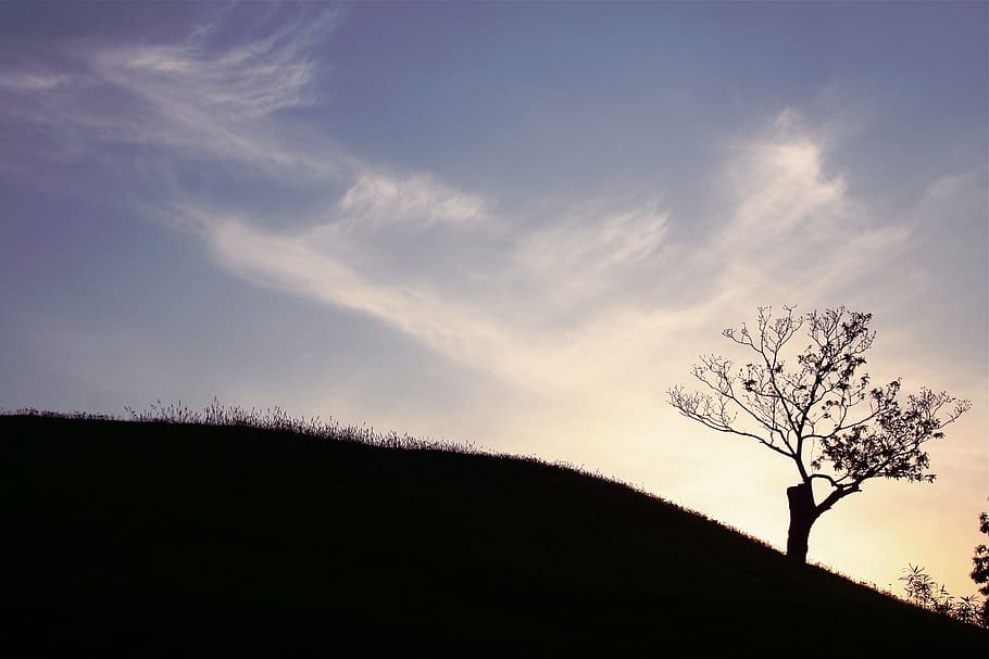 parc olímpic, fusta, núvol, cel, arbre, planta, núvol - cel, naturalesa, escenics - natura, silueta, tranquil·litat, bellesa a la natura, escena tranquil·la, cap gent, medi ambient, paisatge, arbre nu, a l'aire lliure, escena no urbana, posta de sol, terra, branca, llum solar, 2K