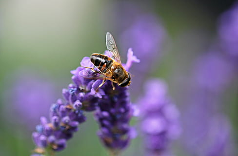 makro çekim, kahverengi, bal arısı, mor, lavanta, hoverfly, böcek, uçuş böceği, lavanta çiçeği, çiçek, Çiçek açmak, kapat, doğa, makro, hayvan, bitki, yaz, Bahçe, bitki örtüsü, koku, hayvan temaları, bir hayvan, insansız, kapatmak, omurgasız, çiçekli bitki, doğada güzellik, vahşi hayvanlar, hayvan yaban hayatı, taçyaprağı, tazelik, ön plana odaklanmak, kırılganlık, Güvenlik açığı, çiçek kafa, tozlaşma, hayvan kanadı, çiğdem, 2K, CC0, kamu malı, telif ücretsiz
