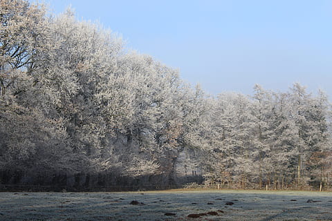 hivern, fred, naturalesa, arbres, prat, eiskristalle, humor, cel, blau, blanc, sol, màgia d'hivern, paisatge, arbre, neu, fred - temperatura, gelades, escenics, bosc, temporada, a l'aire lliure, congelat, branca, cap gent, dia, planta, bellesa a la natura, tranquil·litat, escena tranquil·la, temperatura de fred, creixement, terra, escenics - natura, aigua, escena no urbana, pi, arbre de coníferes, bosc de pi, 5K, CC0, domini públic, lliure de regalies