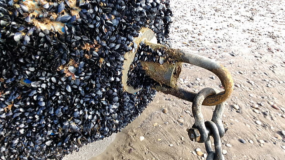 beacon, string, sea, mussel, beach, stone, buoy, metal, nature, day, no people, rusty, outdoors, land, sunlight, close-up, animal, animals in the wild, animal wildlife, high angle view, animal themes, focus on foreground, solid, chain, old, weathered, 4K, CC0, public domain, royalty free