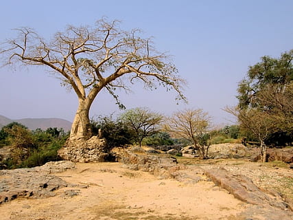 drzewo, drzewa, pustynia, Namibia, namibijska pustynia, brud, droga polna, odsłonić, jałowy, zakurzony, zakurzony tor, roślina, niebo, spokój, spokojna scena, scenics - natura, środowisko, wylądować, krajobraz, Natura, piękno natury, dzień, scena pozamiejska, czyste Niebo, wzrost, żadnych ludzi, światło słoneczne, pole, zdalny, na dworze, suchy klimat, klimat, półsucha, 1080P, CC0, domena publiczna, darmowe zdjęcia