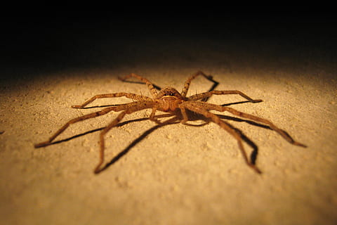 edderkop, insekt, skadedyr, tæt på, arachnid, rædsel, frygt, dyre temaer, dyr, hvirvelløse, dyreliv, et dyr, dyr i naturen, leddyr, ingen mennesker, selektiv fokusering, zoologi, natur, skygge, udendørs, dyr kropsdel, dyr ben, dag, 2K, CC0, offentligt domæne, royaltyfrie