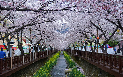 Klitschko, indipendentemente dal fatto, K, albero, fiore di ciliegio, ciliegio, Giappone, natura, fiore, primavera, fiorire, inverno, all'aperto, sakura, stagione, parco - spazio creato dall'uomo, colore rosa, pianta, pianta fiorita, fragilità, crescita, la strada davanti, direzione, bellezza nella natura, parco, sentiero, freschezza, prospettiva decrescente, giorno, ramo, canale, nessuno, treelined, 1080P, CC0, dominio pubblico, privo di copyright