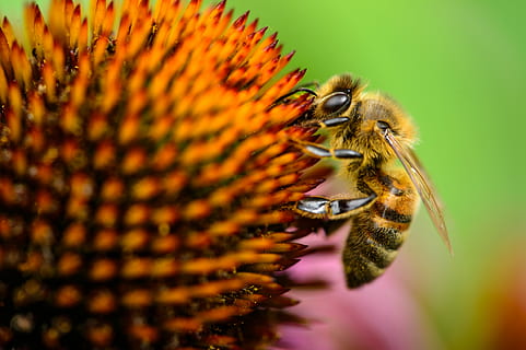 foto de tiro macro, abelha, flor, fechar-se, fotografia, empoleirado, botão de flor, inseto, vespa, erro, temas animais, animal, invertebrado, um animal, animais selvagens, beleza na natureza, animais em estado selvagem, planta com flores, fragilidade, polinização, cabeça de flor, pétala, ninguém, vulnerabilidade, plantar, natureza, pólen, bumblebee, roxa, 4K, CC0, domínio público, royalty free