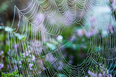 tæt på, Foto, edderkoppespind, spindelvæv, dryppe, dug, dugdråbe, spektrum, brydning, reflekser, beaded, dråbe vand, vand, netværk, mystisk, magiske, struktur, efterår, skrøbelighed, sårbarhed, ingen mennesker, natur, edderkop, fokus på forgrunden, skønhed i naturen, naturligt mønster, plante, dråbe, fuld ramme, dag, udendørs, mønster, dyre temaer, dyr, selektiv fokusering, kompleksitet, koncentriske, lilla, web, 5K, CC0, offentligt domæne, royaltyfrie