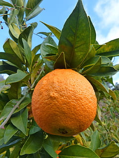 oranžinė, naranjo, medis, lapai, vaisiai, augalų dalis, sveika mityba, Maistas ir gėrimai, maisto, Citrusinis vaisius, šviežumas, augalų, oranžinis vaisius, gerovę, oranžinė spalva, augimą, vaismedis, žalia spalva, apelsinų medis, Iš arti, pobūdį, nėra žmonių, ekologiškas, lauke, subrendęs, 4K, CC0, Viešasis domenas, nemokamai