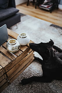 designer, living, room, interior, wooden, box table, purple, couch, grey, carpet, Animals, living room, wooden box, table, furniture, home, box, design, house, dog, pets, animal, indoors, no people, home interior, one animal, animal themes, mammal, domestic animals, domestic, vertebrate, black color, cat, domestic cat, focus on foreground, canine, feline, looking, close-up, 5K, CC0, public domain, royalty free