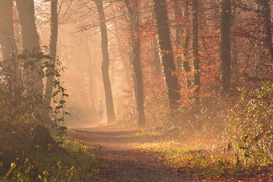 escènic, vista, bosc, tardor, retroil·luminat, branca, alba, medi ambient, caure, boira, trotar, paisatge, fulles, llum, naturalesa, a l'aire lliure, Camí, carretera, correr, sol, llum solar, arbres, boscos, arbre, planta, terra, bellesa a la natura, tranquil·litat, escena tranquil·la, creixement, escenics - natura, tronc de l'arbre, tronc, escena no urbana, dia, cap gent, canvi, streaming, 4K