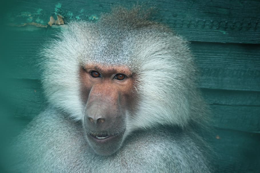 mico, zoo, konya, babuí, animal, vida salvatge, primat, mamífer, naturalesa, temes d'animals, fauna animal, un animal, animals a la natura, vertebrats, primer pla, cap gent, part del cos dels animals, retrat, mirant la càmera, cap d’animals, centrar-se en primer pla, mirant, pèl d’animals, cura, 5K