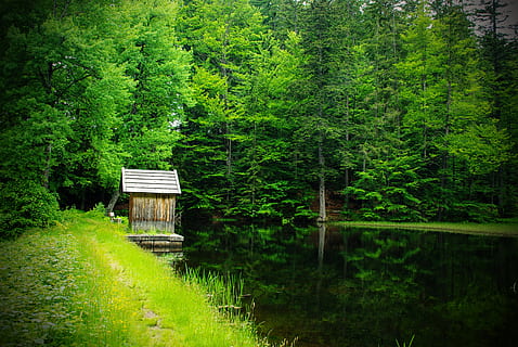 Brun, træ-, hus, ved siden af, legeme, vand, Skov, Dam, spejling, træer, natur, bayersk skov, træ, udendørs, træ - materiale, grøn farve, landskab, sø, flod, sommer, scenics, rolig scene, plante, vækst, jord, bygget struktur, ro, skønhed i naturen, ingen mennesker, løv, dag, afspejling, scenics - natur, frodig løv, 4K, CC0, offentligt domæne, royaltyfrie