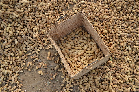 Erdnüsse, Bauernhof, Korb, trocknen, Fußboden, Ernte, Samen, Lebensmittel, braun, Landwirtschaft, Haufen, organisch, Bohne, Essen und Trinken, Fülle, große gruppe von gegenständen, Frische, High Angle View, keine Leute, Nuss, gesundes Essen, Stillleben, Nuss - Essen, Wohlbefinden, Tag, Natur, Rohkost, Erdnuss - Essen, draußen, Rohkaffeebohne, Vollbild, Kardamom, 4K, CC0, gemeinfrei, lizenzfrei