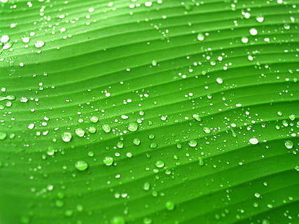 goccia d'acqua, verde, foglia di banana, acqua, gocce, foglia, erba, rugiada, pioggia, avvicinamento, vita, macro, pianta, goccia di pioggia, estate, freschezza, isolato, bagnato, prato, condensazione, gocciolina, liquido, luminosa, cerchio, mattina, goccia di rugiada, piccolo, ornamentale, flora, sfera, salutare, clima, riflessione, crescita, tempo metereologico, all'aperto, armonia, natura, ambiente, bolla, purezza, colore verde, far cadere, sfondi, astratto, parte vegetale, fotogramma intero, nessuno, bellezza nella natura, modello, primo piano estremo, foglia di palma, sfondi astratti, 2K, CC0, dominio pubblico, privo di copyright