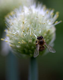bi, flyvningen, blomst, makro, Insecta, insekt, natur, bestøvning, dyr, tæt på, pollen, plante, dyrefløj, blomstrende plante, skrøbelighed, skønhed i naturen, vækst, sårbarhed, blomsterhoved, kronblad, friskhed, blomsterstand, fokus på forgrunden, dyr i naturen, et dyr, hvirvelløse, selektiv fokusering, ingen mennesker, udendørs, 2K, CC0, offentligt domæne, royaltyfrie