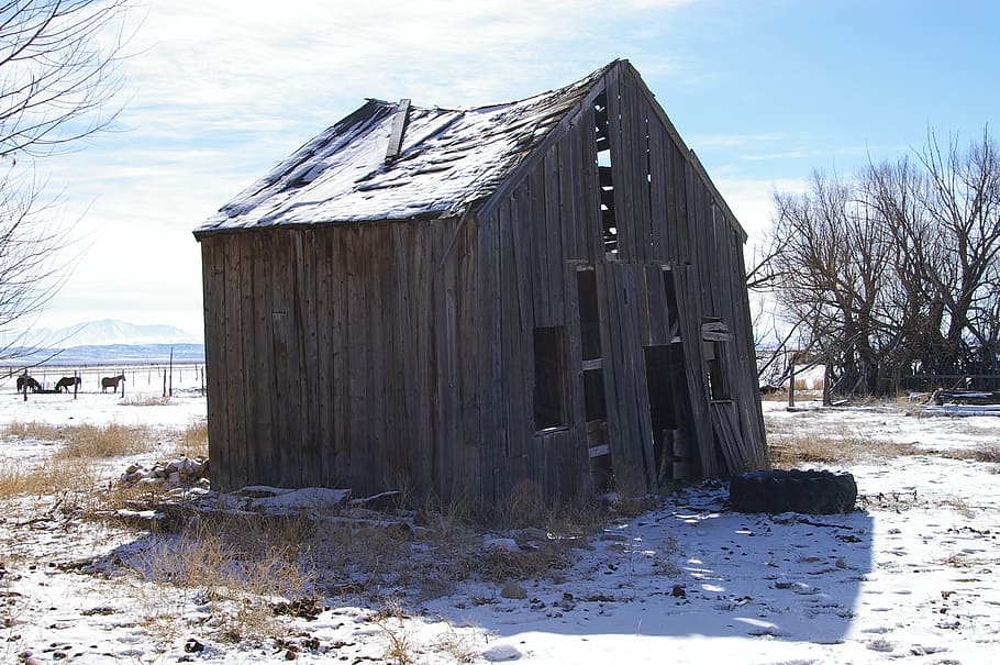 graner, vell, rural, aspre, fusta vella, envellit, granja, resistent, neu, hivern, temperatura de fred, camp, cel, naturalesa, material de fusta, estructura construïda, arquitectura, terra, dia, núvol - cel, exterior de l'edifici, paisatge, arbre, cap gent, arbre nu, planta, cobertura, a l'aire lliure, 2K