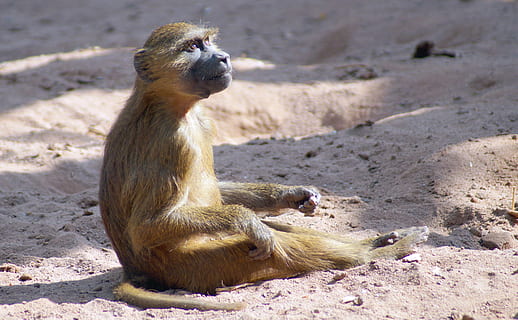 babuí, bebè mico, mico, fauna animal, mamífer, animals a la natura, un animal, naturalesa, terra, sorra, cap gent, llum solar, assegut, relaxació, a l'aire lliure, dia, vertebrats, platja, meerkat, mirant, 5K, CC0, domini públic, lliure de regalies