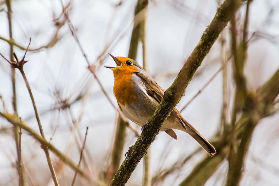 taronja, gris, ocell, arbre, tija, cantant, cantar, twitter, robin, rotbrüstchen, ocell petit, ploma, assegut, tancar, volador antic del món, fotografia de fauna salvatge, animal, primavera, un animal, hivern, branca, animals a la natura, fauna animal, dia, cap gent, temes d'animals, neu, vertebrats, posat, planta, naturalesa, centrar-se en primer pla, a l'aire lliure, bellesa a la natura, enfocament selectiu, primer pla, 5K