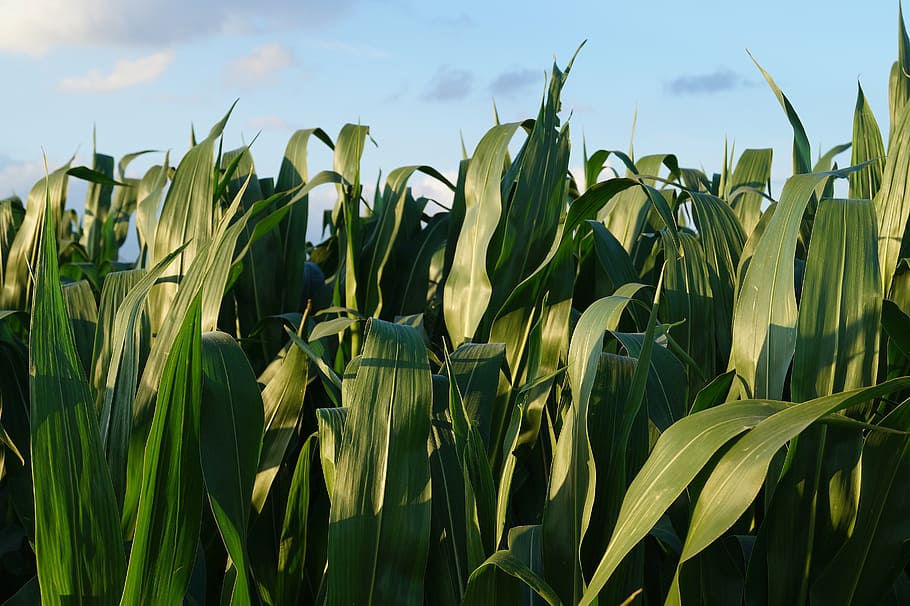camp de blat de moro, verd, blat de moro, camp, agricultura, naturalesa, fulles, fulles de blat de moro, cel, plantes de blat de moro, creixement, planta, terra, bellesa a la natura, planta de cereals, cultiu, escena rural, núvol - cel, color verd, paisatge, dia, full, cap gent, part de la planta, granja, a l'aire lliure, 5K