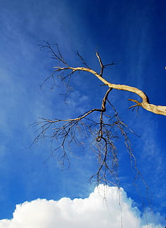 strom, suchý, větvičky, poboček, mrak, bílý, objemný, nebe, velmi modrá, jemný, zakouřený mrak, rostlina, modrý, holý strom, Příroda, větev, mrak - nebe, nízký úhel pohledu, nikdo, krása v přírodě, růst, klid, den, venku, holý, mrtvá rostlina, stonek rostliny, žlutá, scenics - příroda, 720P, CC0, veřejná doména, bez autorských práv