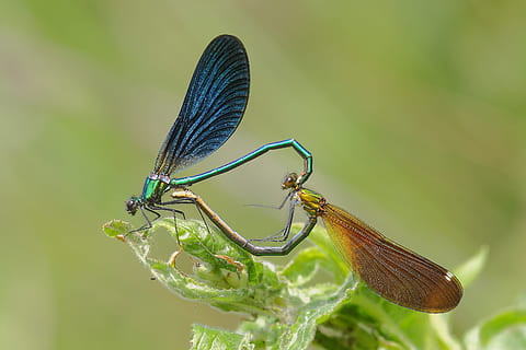 twee, bruin, zwart, libellen zitstokken, groen, bladplant, libellen, bruidsmeisjes, koppelen, ongewerveld, dierlijke thema's, insect, dierenleven, één dier, dieren in het wild, dier, dierenvleugel, detailopname, focus op de voorgrond, waterjuffer, fabriek, natuur, zoölogie, dag, libel, schoonheid in de natuur, geen mensen, groene kleur, buitenshuis, dierlijk oog, 4K, CC0, publiek domein, royaltyvrij