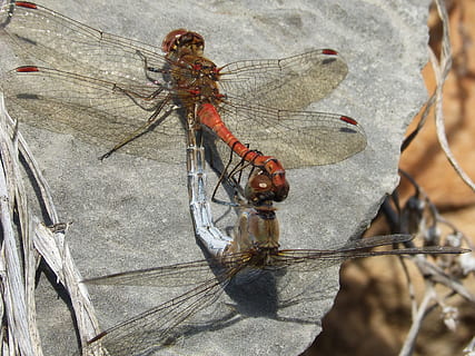 libelule, insecte, împerechere, copulaţie, insecte de împerechere, reproducere, libelula de împerechere, sympetrum striolatum, cu insecte înaripate, în aer liber, zi, nici o persoana, lungime totală, a închide, apă, insectă, animale în sălbăticie, animale tematice, nevertebrat, animale sălbatice, animal, un animal, natură, animal aripă, libelulă, să se concentreze asupra primelor elemente, lumina soarelui, vedere în unghi mare, stâncă, artropod, 2K, CC0, domeniu public, fără drepturi de autor