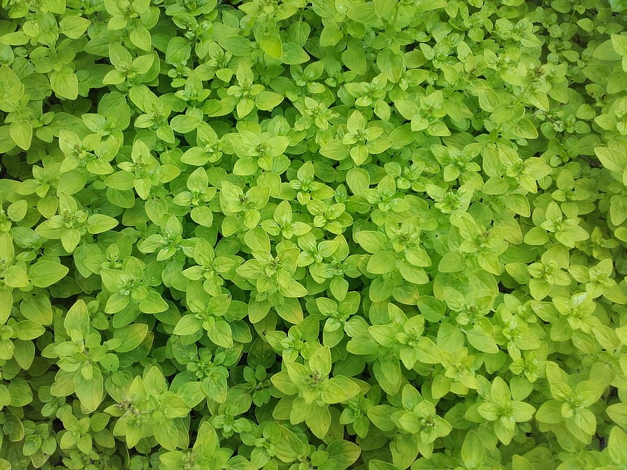 espècia, majorana, herba, color verd, marc complet, creixement, planta, fons, full, part de la planta, bellesa a la natura, naturalesa, dia, cap gent, fullatge, exuberant fullatge, frescor, vista d’angle alt, primer pla, a l'aire lliure, tranquil·litat, abundància, terra, trèvol, 2K