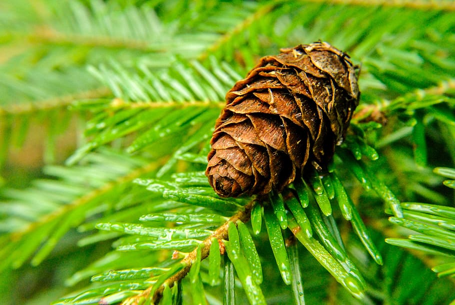 pi, pinya de pi, agulles, color verd, planta, primer pla, cap gent, naturalesa, creixement, full, part de la planta, dia, bellesa a la natura, arbre de coníferes, centrar-se en primer pla, arbre, pinàcies, marró, a l'aire lliure, enfocament selectiu, branca, 4K
