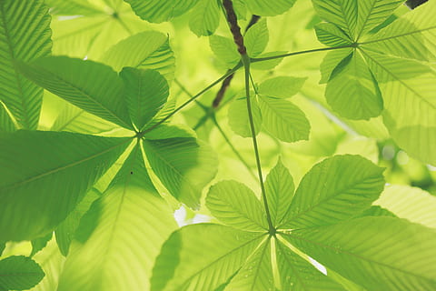 selectiu, focus, verd, plantes, baix, foto d'angle, planta de fulla, arbre, full, planta, llum solar, ombra, branca, creixement, ecologia, estiu, actualització, fresc, naturalesa, part de la planta, color verd, primer pla, bellesa a la natura, cap gent, fulles, a l'aire lliure, dia, frescor, vena de la fulla, fons, tranquil·litat, marc complet, tija de la planta, 5K, CC0, domini públic, lliure de regalies