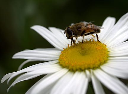 abella, margarida, pol·len, treballar, insecta, naturalesa, flor, blanc, planta amb flors, temes d'animals, animal, fauna animal, pètal, invertebrat, fragilitat, insecte, bellesa a la natura, cap de flor, un animal, frescor, vulnerabilitat, planta, animals a la natura, primer pla, creixement, inflorescència, cap gent, polinització, 2K, CC0, domini públic, lliure de regalies