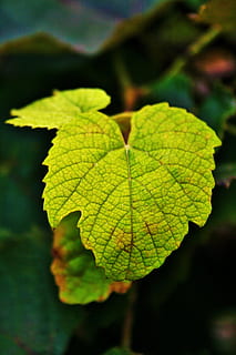 Blatt, Weintraube, Weinstock, Weinblatt, Traube, Rebe, jung, zärtlich, Grün, hell, Tag, Fokus auf den Vordergrund, Nahansicht, grüne Farbe, Herbst, Pflanzenteil, Pflanze, Wachstum, Natur, Schönheit in der Natur, Blattvene, keine Leute, draußen, selektiver Fokus, Blätter, natürliches Muster, Veränderung, Verletzlichkeit, Zerbrechlichkeit, natürlicher Zustand, 4K, CC0, gemeinfrei, lizenzfrei