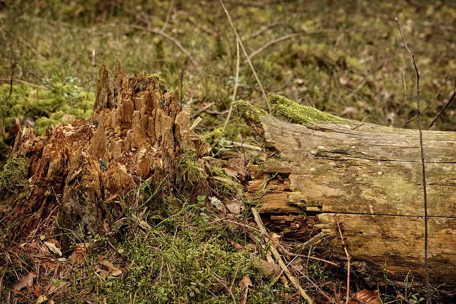 arbre, tribu, monstre de l'arbre, tempesta, danys, bosc, naturalesa, fusta, trencat, waldsterben, cancel·lat, danys a la tempesta, fractura, culata, bolcada, fragmentat, planta, terra, material de fusta, dia, cap gent, camp, creixement, registre, centrar-se en primer pla, desforestació, a l'aire lliure, primer pla, tranquil·litat, herba, planta morta, escorça, 5K