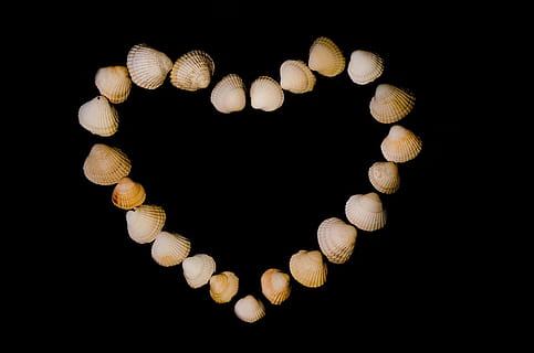 Schale, Muscheln, Herz, Liebe, isoliert, Kunst, Postkarte, natürlich, schwarz, Studioaufnahme, keine Leute, schwarzer Hintergrund, drinnen, große gruppe von gegenständen, Nahansicht, Herzform, positive Emotionen, Fülle, Schmuck, Halskette, Emotion, weiße Farbe, Natur, direkt darüber, Stillleben, Kreativität, Design, Luxus, Valentinstag - Urlaub, 1080P, CC0, gemeinfrei, lizenzfrei