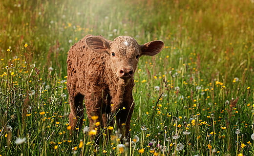 marrón, ganado, verde, plantas, becerro, rojizo, pequeña, dulce, prado, afuera, naturaleza, pasto, animal, agricultura, rumiante, mamífero, hierba, temas de animales, fauna animal, animales en la naturaleza, un animal, nadie, animal joven, planta, flor, planta floreciendo, campo, llanura, retrato, tierra, belleza en la naturaleza, mirando a la cámara, día, al aire libre, 2K, CC0, dominio público, libre de derechos