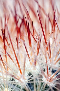 Senza titolo, cactus, colica, fiore, macro, natura, avvicinamento, pianta, crescita, nessuno, giorno, all'aperto, freschezza, testa di fiore, messa a fuoco selettiva, fotogramma intero, bellezza nella natura, sfondi, vulnerabilità, fragilità, pianta fiorita, pianta succulenta, dente di leone, primo piano estremo, semi di dente di leone, morbidezza, 4K, CC0, dominio pubblico, privo di copyright