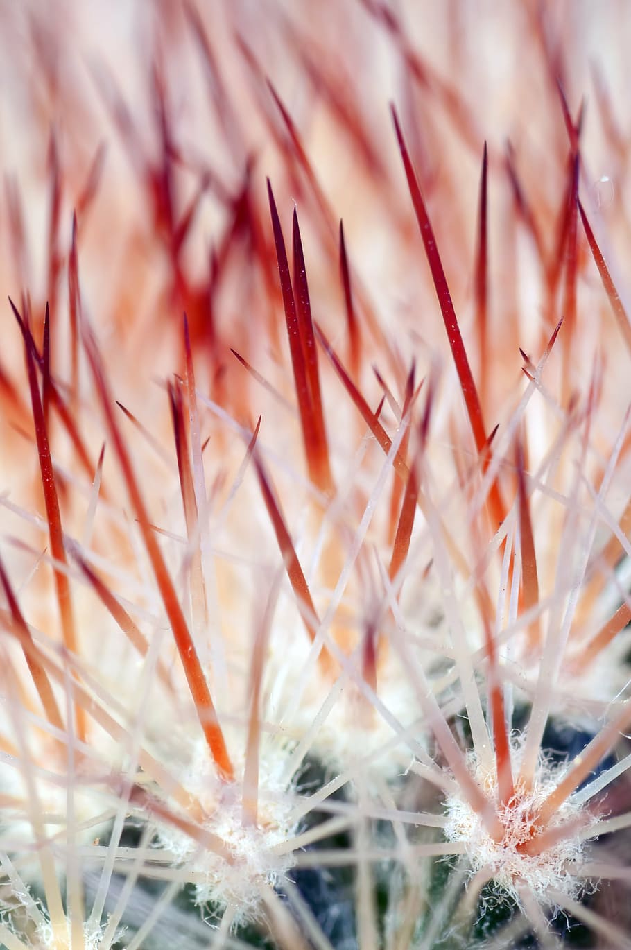 Senza titolo, cactus, colica, fiore, macro, natura, avvicinamento, pianta, crescita, nessuno, giorno, all'aperto, freschezza, testa di fiore, messa a fuoco selettiva, fotogramma intero, bellezza nella natura, sfondi, vulnerabilità, fragilità, pianta fiorita, pianta succulenta, dente di leone, primo piano estremo, semi di dente di leone, morbidezza, 4K