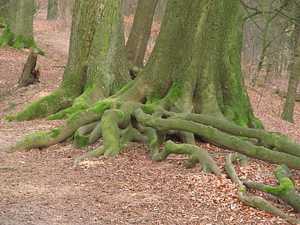 radice dell'albero, vecchio, foresta, radice, albero, vecchio, foresta, vecchia radice, ceppo, tronco d'albero, tribù, sistema di root, verde, natura, colore verde, all'aperto, pianta, bosco, nessuno, paesaggio, foglia, giorno, terra, tronco, crescita, bellezza nella natura, la tranquillità, scenics - natura, ambiente, parte vegetale, scena non urbana, muschio, 4K, CC0, dominio pubblico, privo di copyright
