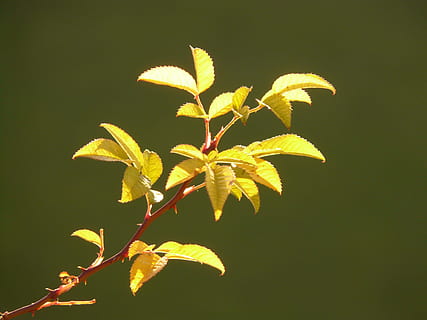 blad, anlegg, baklys, rosehofte, torn, torner, plante del, vekst, skjønnhet i naturen, natur, ingen folk, nærbilde, skjørhet, grønn farge, sårbarhet, plantestamme, gul, utendørs, blader, høst, sollys, dag, blomst, blomstrende plante, endring, svart bakgrunn, naturlig tilstand, 2K, CC0, offentlig domene, opphavsrett gratis