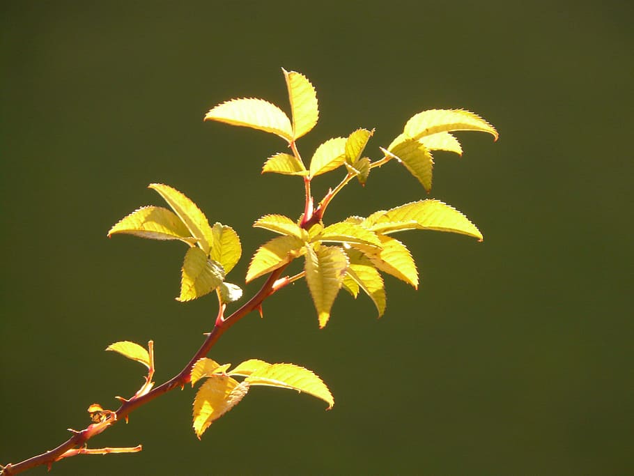 foglia, pianta, luce posteriore, rosa canina, spina, spine, parte vegetale, crescita, bellezza nella natura, natura, nessuno, avvicinamento, fragilità, colore verde, vulnerabilità, stelo vegetale, giallo, all'aperto, le foglie, autunno, luce del sole, giorno, fiore, pianta fiorita, modificare, sfondo nero, condizione naturale, 2K