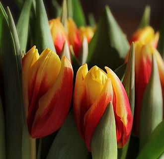 pobūdį, pavasaris, Velykų, tulpės, tulipa, lelija, liliaceae, žydintys augalai, gėlė, šviežumas, augalų, grožis gamtoje, žiedlapis, Iš arti, gėlių galva, pažeidžiamumas, žiedynas, trapumas, augimą, geltona, raudona, tulpė, nėra žmonių, dieną, sutelkti dėmesį į naujas žinias, lapai, lauke, minkštumas, 2K, CC0, Viešasis domenas, nemokamai