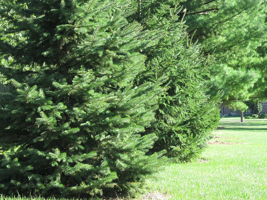 de fulla perenne, evergreens, arbres, pi, arbre, herba, agulles, verd, agulles de pi, avet, branca de pi, naturalesa, planta, color verd, creixement, dia, bellesa a la natura, cap gent, fullatge, terra, exuberant fullatge, tranquil·litat, a l'aire lliure, llum solar, parc, part de la planta, full, sendera, davant o pati del darrere, 4K