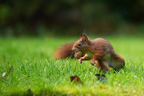 selektivní, zaostřovací fotografie, veverka, jíst, matice, chipmunks na trávě, Červené, tráva, pole, park, zvířat, zvíře, savec, hlodavec, rostlina, jednoho zvířete, zvířata ve volné přírodě, Příroda, selektivní zaměření, zelená barva, jídlo, přistát, nikdo, obratlovců, jídlo a pití, venku, 4K, CC0, veřejná doména, bez autorských práv