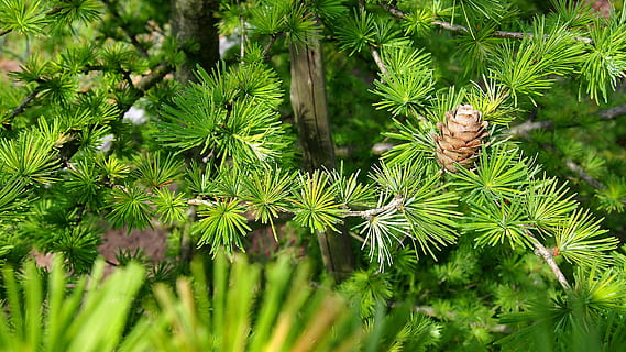 Tannenzapfen, Lärche, Baum, Zweig, Nahansicht, Natur, Lärchennadeln, iglak, Nadelbäume, Klarheit, Lärchenzapfen, Zapfen, Grün, sonnig, Nadelholz, Waldleben, Makro, grüne Farbe, Kiefer, Pflanze, Wachstum, Nadel - Pflanzenteil, Nadelbaum, Pinaceae, keine Leute, Blatt, Tag, Schönheit in der Natur, Pflanzenteil, Ast, draußen, Ruhe, Fokus auf den Vordergrund, Kiefernwald, 4K, CC0, gemeinfrei, lizenzfrei