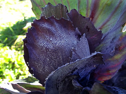 repollo rojo, cerrar, Violeta, planta, de cerca, día, naturaleza, hoja, parte de la planta, nadie, centrarse en primer plano, belleza en la naturaleza, crecimiento, al aire libre, fragilidad, árbol, vulnerabilidad, luz del sol, enfoque selectivo, flor, púrpura, material de madera, planta floreciendo, hojas, 4K, CC0, dominio público, libre de derechos