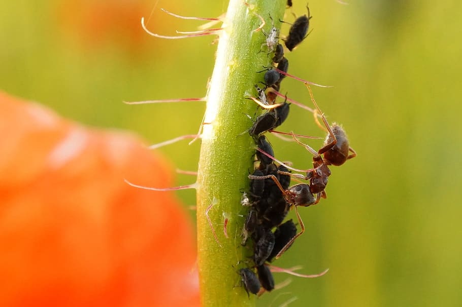 formiga, pugons, macro, insecte, fotografia macro, invertebrat, temes d'animals, animals a la natura, fauna animal, animal, primer pla, un animal, planta, color verd, dia, naturalesa, centrar-se en primer pla, cap gent, a l'aire lliure, enfocament selectiu, creixement, bellesa a la natura, 1080P