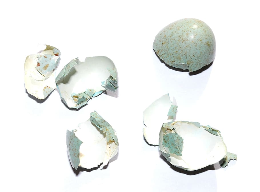 closca d'ou, ous d'ocell, eclosionat, ou, ou blau, ou trencat, pedres precioses, joieria, aïllat, fons blanc, joia preciosa, blanc, primer pla, pedra - objecte, cristall, tallar, tir de l'estudi, brillant, a l'interior, natura morta, cap gent, grup d'objectes, sòlid, gemma semi-preciosa, mineral, aspre, color verd, rock, naturalesa, tres objectes, quars, color turquesa, 1080P