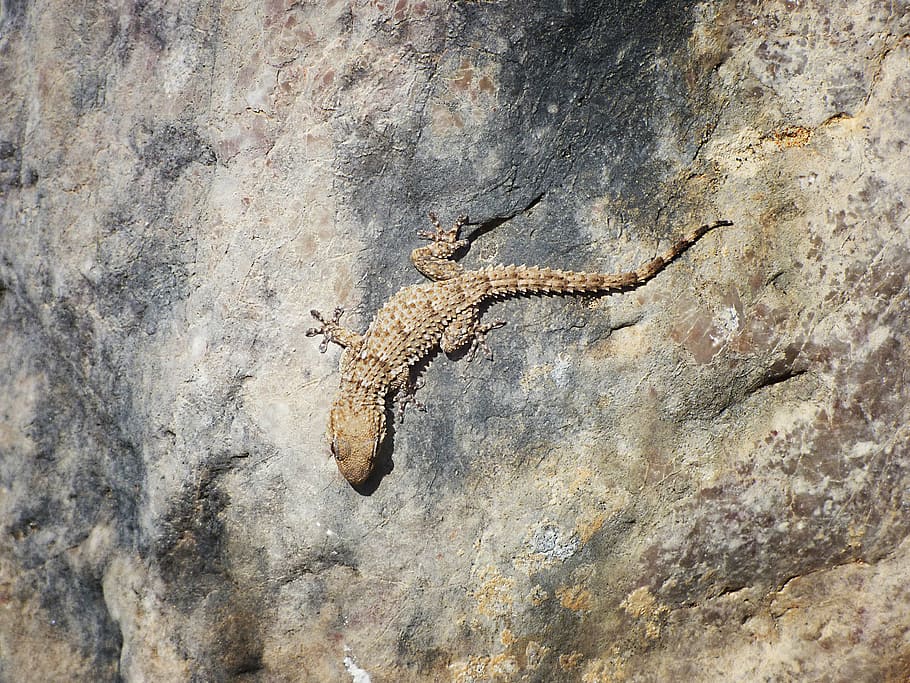 gecko, roques, textura, drac, camuflatge, rèptil, fauna animal, cap gent, un animal, animals a la natura, dia, a l'aire lliure, temes d'animals, primer pla, naturalesa, animal, vertebrats, sòlid, llangardaix, rock, representació animal, rock - object, història, dinosaure, resistent, 4K