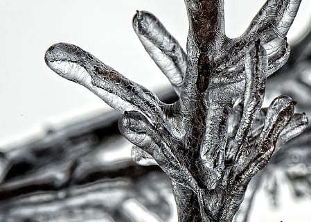 vicino, foto, congelato, ramo di un albero, albero, ze, ghiaccio, inverno, ghiacciato, freddo, bellissimo, all'aperto, tempo metereologico, ramo, gelido, brina, di stagione, sibilo, bufera di neve, scena, cristallo, un animale, avvicinamento, fauna selvatica, animali allo stato selvatico, rettile, parte del corpo animale, vertebrato, concentrarsi sulle conoscenze acquisite, parte del corpo umano, mano umana, parte del corpo, natura, giorno, bocca aperta, bocca animale, vista profilo, volto umano, 1080P, CC0, dominio pubblico, privo di copyright