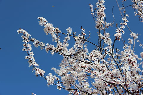 vår, kirsebær, blomst, vår, kirsebær, blomstring, blå himmel, blå, natur, dag, våren, klar himmel, skjørhet, skjønnhet i naturen, blomstrende plante, anlegg, blomstre, himmel, vekst, lav vinkel visning, sårbarhet, gren, tre, friskhet, ingen folk, nærbilde, kirsebærblomst, utendørs, kirsebærtre, blomsterhodet, 5K, CC0, offentlig domene, opphavsrett gratis