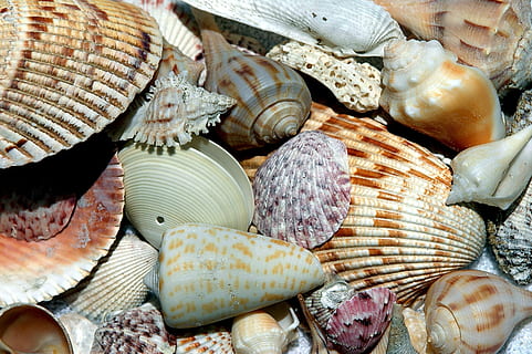 roztříděný, hnědý, bílý, mušle, mořské mušle, shell, pláž shell, vzory, design, kolektor, oceán, Příroda, námořní, letní, písek, tropický, dovolená, cestovat, textura, voda, zvíře, pobřeží, vodní, měkkýš, spirála, ostrov Sanibel, Florida, plody moře, nikdo, velká skupina objektů, detail, den, venku, zvířat, jídlo, celý rám, pozadí, jídlo a pití, výběr, stálý život, variace, zvířecí shell, hojnost, texturou, svěžest, vysoký úhel pohledu, 2K